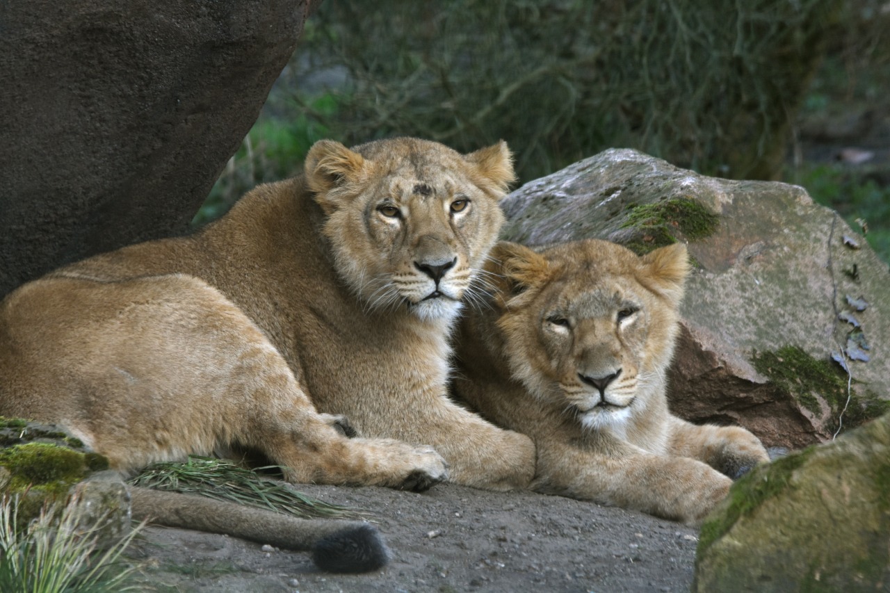 Royal Van Leeuwen adopte fièrement la lionne Yuna